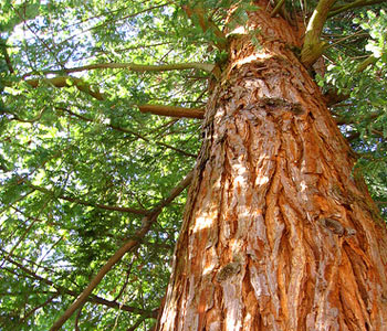 Cedro sauna vermont Cedro sauna vermont